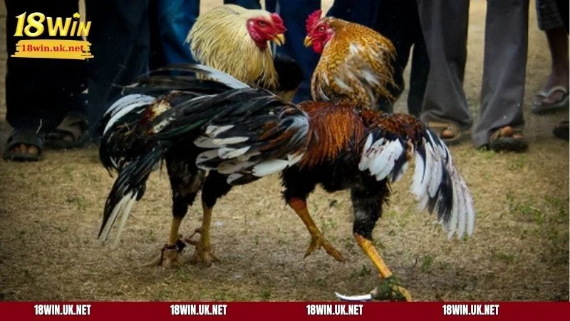 Các chiến kê đều vô cùng dũng mãnh