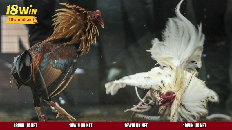 Cơ hội nhận thưởng siêu hấp dẫn khi chơi cá cược đá gà trực tiếp tại 18WIN