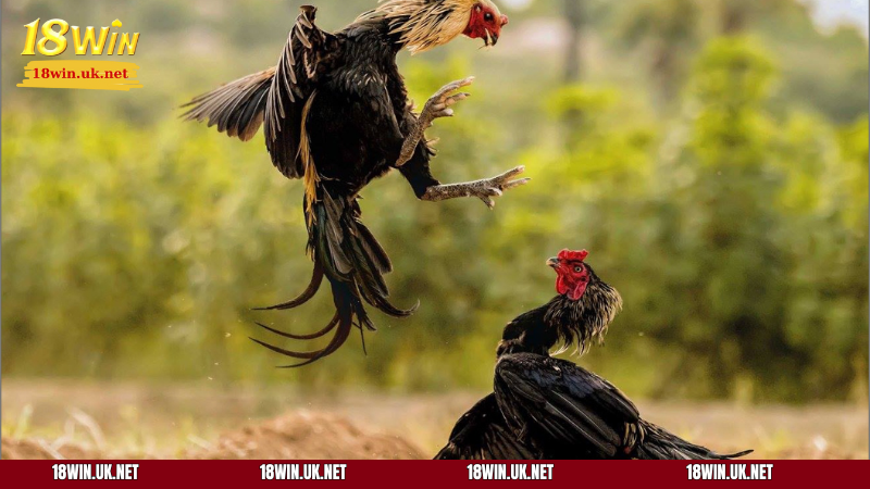 Hiểu rõ luật chơi để tối ưu cơ hội chiến thắng trong kèo đá gà cựa dao