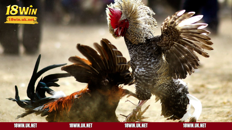 Hình thức đá gà trực tiếp thu hút sự quan tâm của đông đảo người chơi