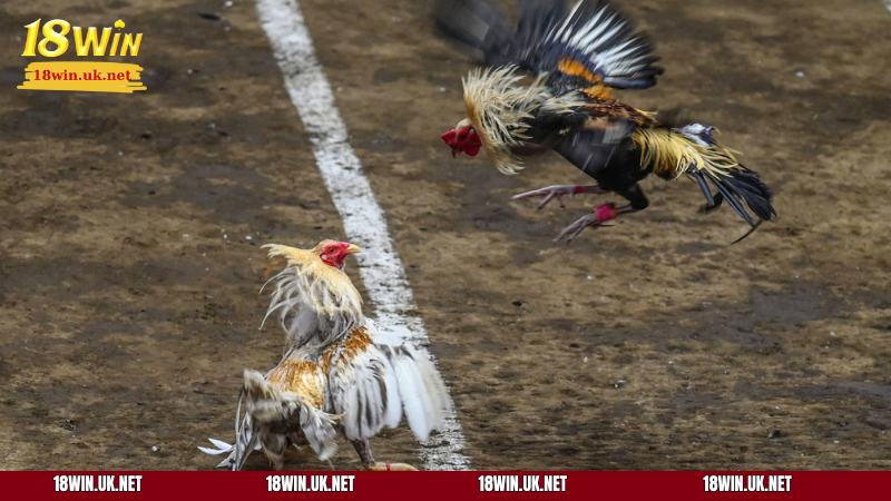 Lựa chọn chiến kê mạnh cũng giúp bạn có cơ hội thắng lớn hơn