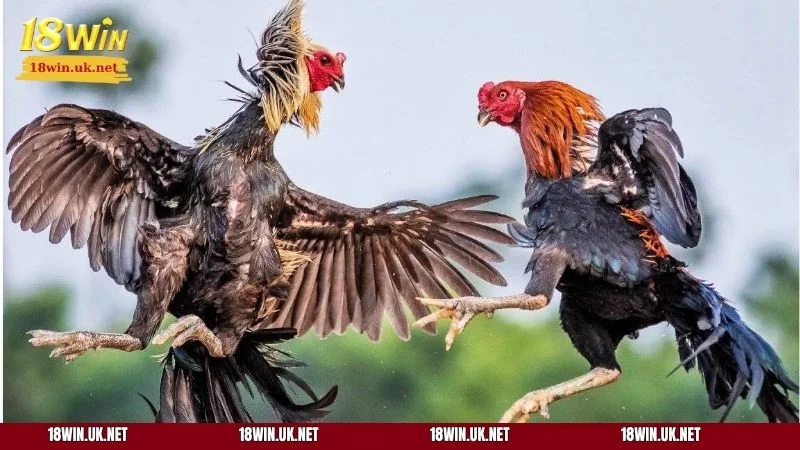 Sảnh AOG Đá Gà thu hút 1,1 triệu thành viên